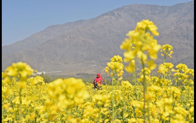 Una persona camina a través de un cultivo de mostaza en Srinagar, India. AFP/T. Mustafa