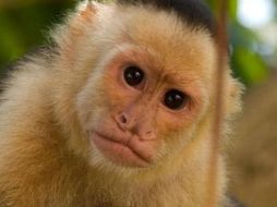 Actualmente la cuenta presenta 633 seguidores y ha emitido 184 tuits; en su descripción se lee: “libertad o muerte”.