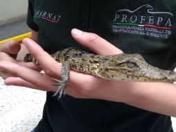  El cocodrilo de pantano está incluido en la lista de la categoría de especies sujetas a protección especial dentro de la Norma Oficial Mexicana. TWITTER/ @PROFEPA_Mx