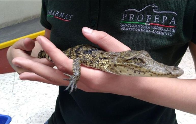  El cocodrilo de pantano está incluido en la lista de la categoría de especies sujetas a protección especial dentro de la Norma Oficial Mexicana. TWITTER/ @PROFEPA_Mx