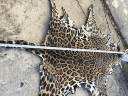 La Profepa en Yucatán presentará la denuncia penal correspondiente contra la persona que causó la muerte del ejemplar que se encuentra en categoría de especie en peligro de extinción. TWITTER/ @PROFEPA_Mx
