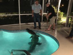 La Comisión para la Conservación de Pesca y Vida Silvestre de Florida advirtió que los alrededor de 1.3 millones de caimanes que se calcula viven en el estado se vuelven más activos durante la temporada. AP/ CORTESÍA