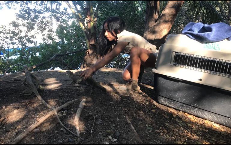 La autoridad ambiental informa que todos los ejemplares fueron entregados de manera voluntaria en diferentes momentos por particulares al Zoológico Villa Fantasía. TWITTER / @PROFEPA_Mx