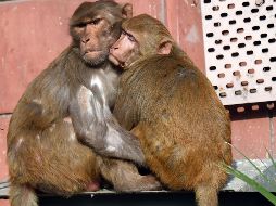 El hecho es una muestra de los frecuentes problemas de cohabitación entre el hombre y este animal en India. AFP / ARCHIVO