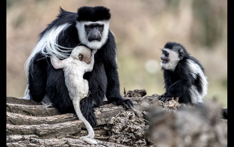 Un guereza abisino sostiene a su cría, recién nacida hace dos días, en su parcela del Zoo de Praga, República Checa. EFE / M. Divisek