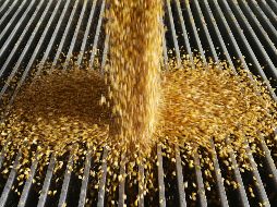 Se prevé que los precios de trigo y maíz baje este año. AP/ARCHIVO