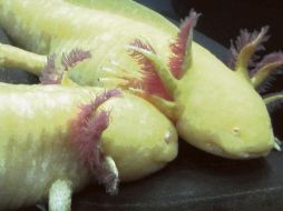 Ajolotes albinos lucen sus branquias expuestas. EL INFORMADOR/ P. Somellera