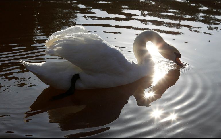 Un cisne nada en un estanque en Ligatne, Latvia. EFE/EPA/T. Kalnins