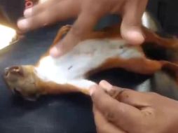 El chico, quien no muestra su cara, golpea el pecho del roedor para reanimar su corazón. YOUTUBE / Viral videos