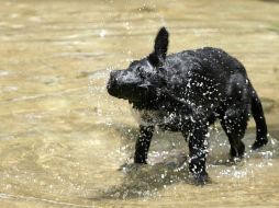 El pelaje de los animales les sirve para protegerlos de la radiación solar, la exposición prolongada puede ocasionarles heridas, incluso quemaduras. EL INFORMADOR / ARCHIVO