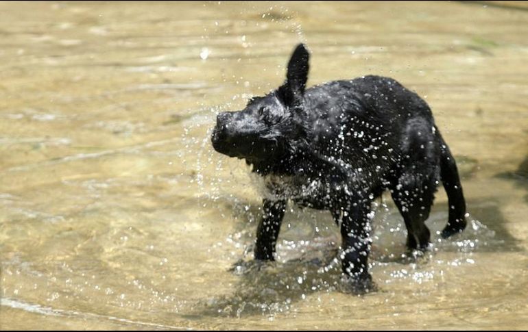 El pelaje de los animales les sirve para protegerlos de la radiación solar, la exposición prolongada puede ocasionarles heridas, incluso quemaduras. EL INFORMADOR / ARCHIVO