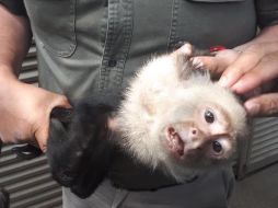 El animal escapó de su cautiverio desde el pasado 28 de marzo. ESPECIAL