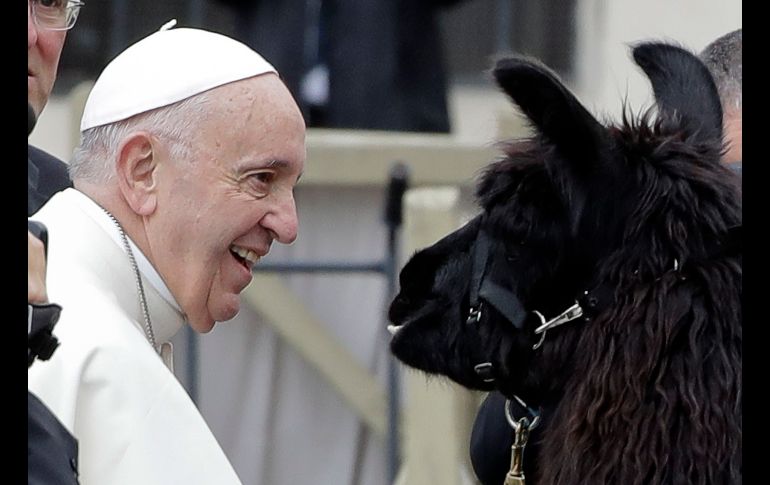 El Papa Francisco sonríe al ver una llama a su llegada a la plaza de San Pedro, en el Vaticano, para su audiencia general semanal. Tres hombres del norte de Italia llegaron con tres llamas, luego de un perigrinaje de dos meses. AP/A. Medichini