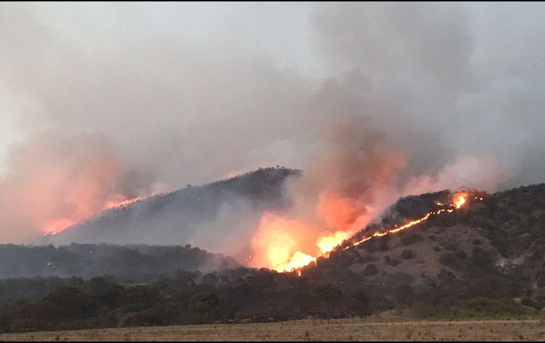 Hasta las 11:00 horas, el incendio ha consumido al menos una superficie de 600 hectáreas, según datos oficiales. ESPECIAL / Protección Civil Zapopan