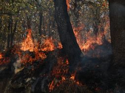 Según el informe de las 18:00 horas, el fuego ha consumido más de dos mil hectáreas del Bosque de la Primavera. ESPECIAL / Semadet