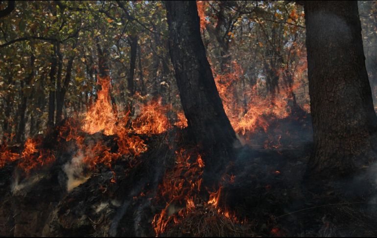 El incendio afecta al menos dos mil hectáreas del bosque. ESPECIAL/Semadet