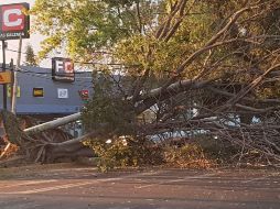 En los cruces de Alcalde y Félix Palavicini un árbol colapsó y tapó completamente los carriles centrales. ESPECIAL