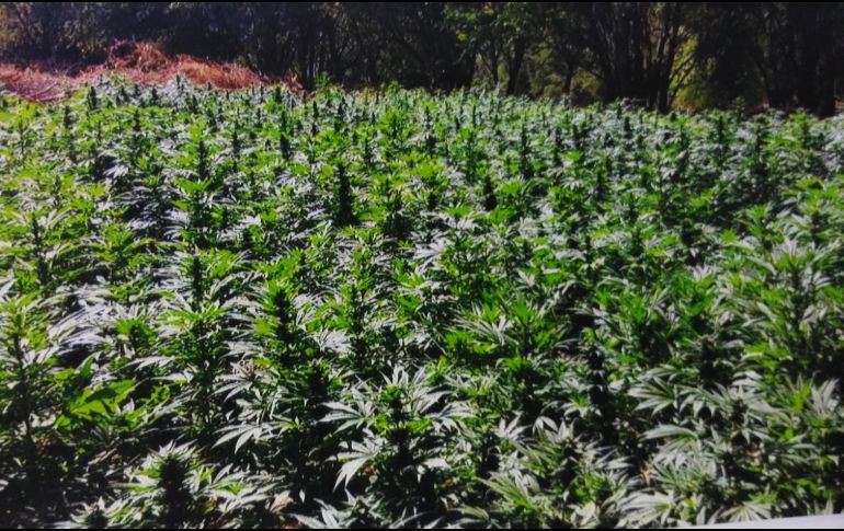 Las autoridades recaban muestras  representativas  y están a disposición  del Ministerio Público. ESPECIAL / ARCHIVO