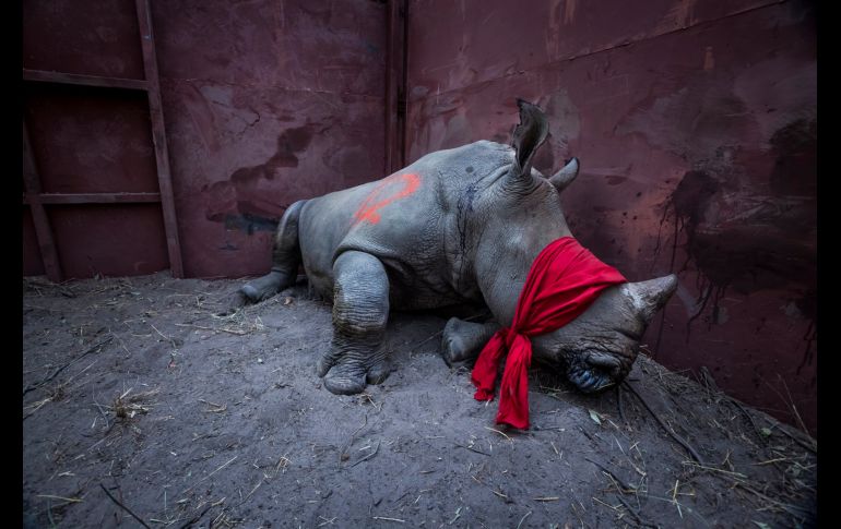 El primer premio de la categoría 