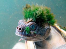 El mundo en imágenes del 12 de abril de 2018