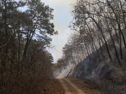 Este jueves quedó controlado el incendio en el bosque La Primavera, luego de casi 40 horas de combate. TWITTER / @CONAFOR