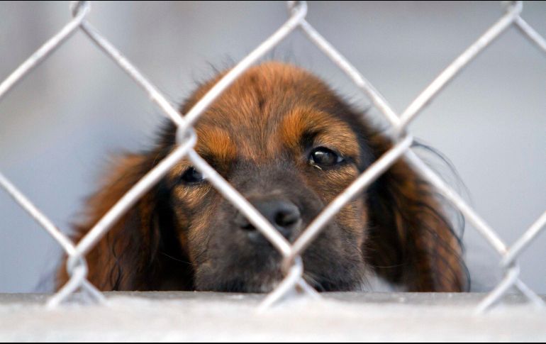 Una vez que llega el animal a una perrera, se establece un plazo de 72 horas para que sea reclamado. EL INFORMADOR/ARCHIVO