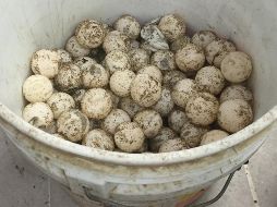 El conductor dijo no contar con la documentación que avalara la transportación legal de los huevos de tortuga. NTX / ARCHIVO