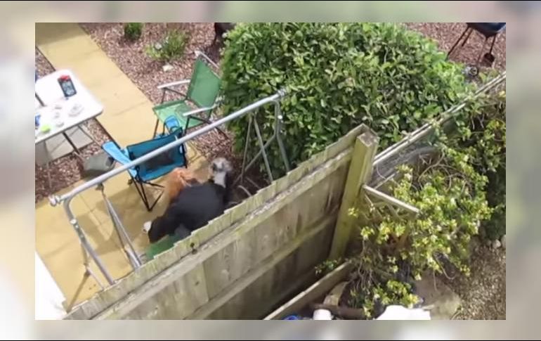 “Edie” se dislocó la cadera y durante siete días sufrió dolor, por lo que tuvo que ser operado. YOUTUBE / Daily Mail