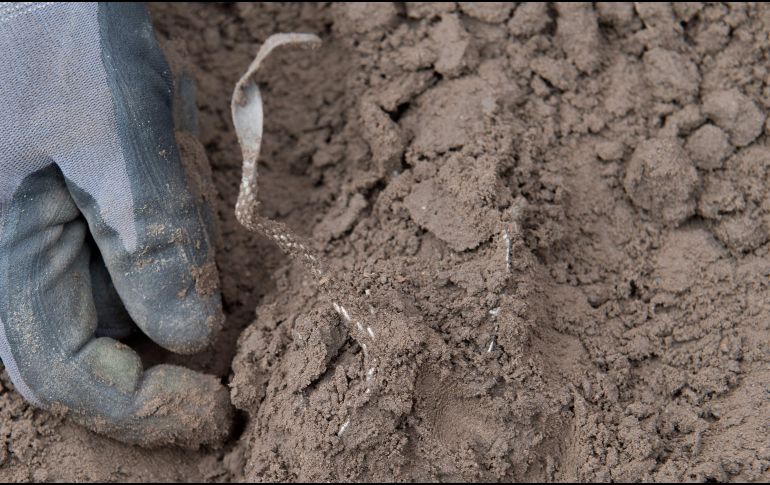 El arquéologo aficionado René Schön desentierra un collar de plata. AFP/DPA/S. Sauer