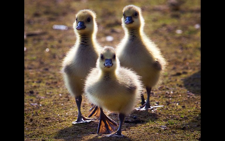 Gansos bebés caminan cerca del río Main en la ciudad alemana de Fráncfort. AP/M. Probst