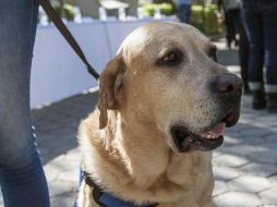 La imagen del perro detenido ya cuenta con más de 187 mil retuits y 641 mil Me Gusta en Twitter. EL INFORMADOR / ARCHIVO