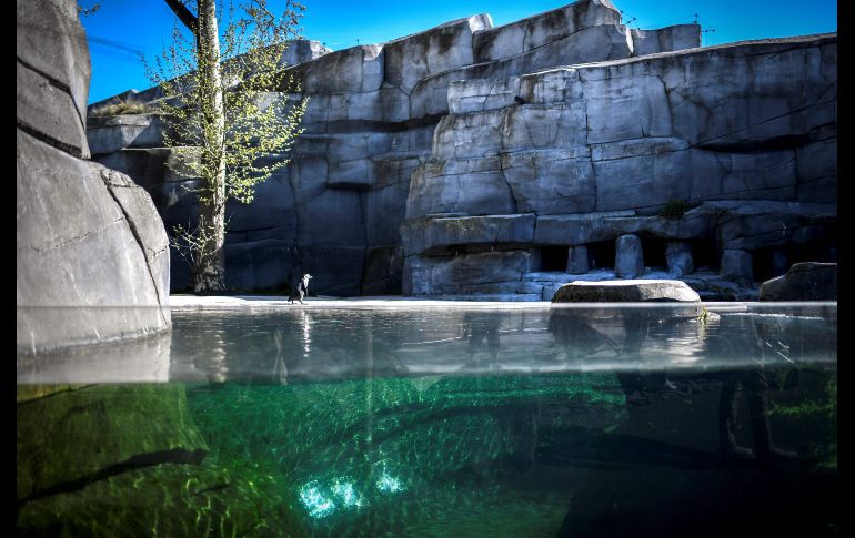 Un pingüino se ve en su recinto del parque zoológico de París en Vincennes, Francia. AFP/S. de Sakutin