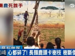En un video muestra a seis cuidadores del zoológico y veterinarios que acuden al rescate de Hai. YOUTUBE / 三立iNEWS
