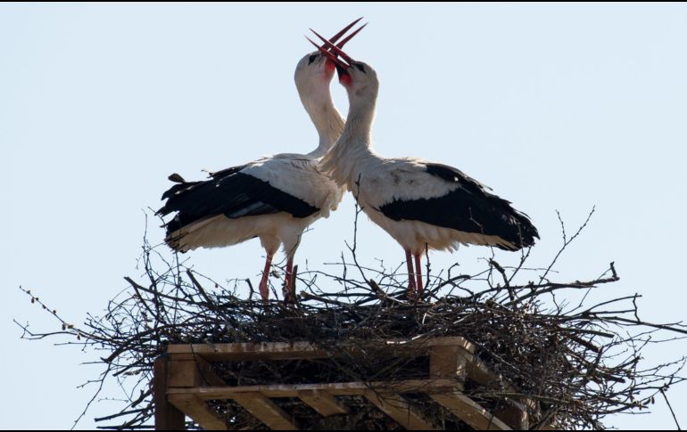 Cigüeñas se ven en su nido en Poehlde, al norte de Alemania. AFP/DPA/S. Pförtner