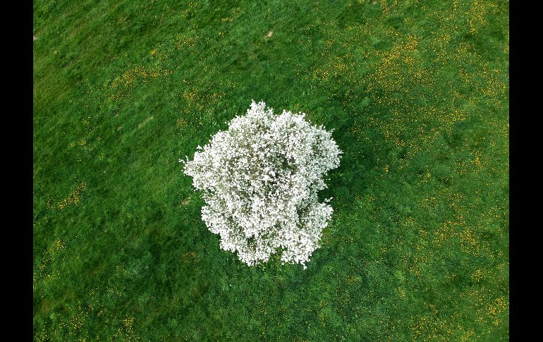 Vista aérea de un manzano con flores en Pont Audemer, en el norte de Francia. AFP/J. Saget