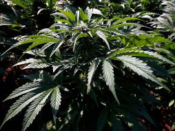 Con la aprobación de un reglamento para el uso medicinal, se darían los lineamientos para la producción de medicamentos con esta sustancia. EFE / ARCHIVO