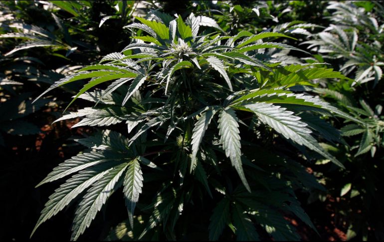 Con la aprobación de un reglamento para el uso medicinal, se darían los lineamientos para la producción de medicamentos con esta sustancia. EFE / ARCHIVO