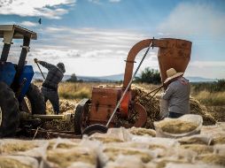 Para 2050 se espera que el mundo esté habitado por nueve mil millones de personas para las que se tiene que producir el 50% más de alimentos. EL INFORMADOR / ARCHIVO