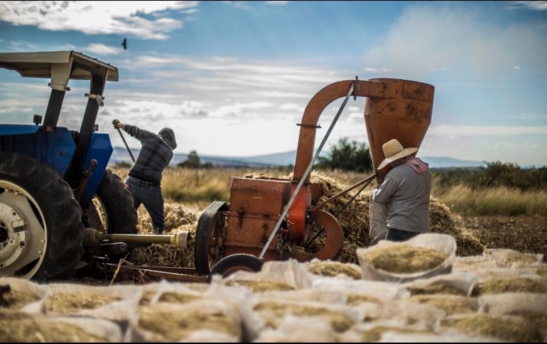 Para 2050 se espera que el mundo esté habitado por nueve mil millones de personas para las que se tiene que producir el 50% más de alimentos. EL INFORMADOR / ARCHIVO