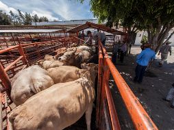 Las actividades primarias se elevaron 8.8 por ciento. EL INFORMADOR/Archivo