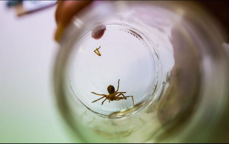 El veneno provoca daños irreversibles a nivel de tejido, como ulcerar la piel y provocar necrosis, e incluso la muerte. EL INFORMADOR / ARCHIVO