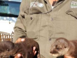 Las crías fueron recuperadas luego de una denuncia ciudadana. Profepa