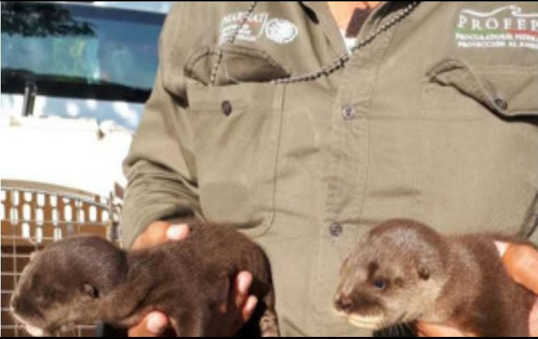 Las crías fueron recuperadas luego de una denuncia ciudadana. Profepa