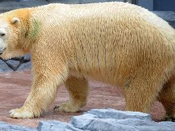 Inuka nació el 26 de diciembre de 1990. AFP/M. Fyrol