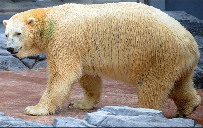 Inuka nació el 26 de diciembre de 1990. AFP/M. Fyrol