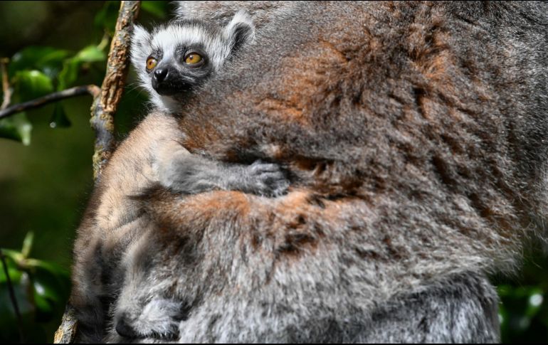 Una cría de lémur se cuelga de su madre en el zoológico Bristol, ubicado en Clifton, Inglaterra. AP/PA/B. Birchall