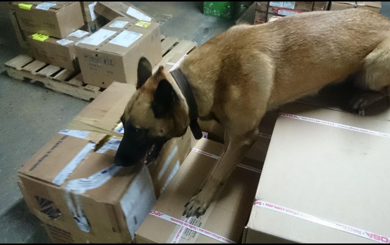 Lo asegurado, fue remitido ante el Representante Social de la Federación, en su Delegación Jalisco. EL INFORMADOR/ ARCHIVO