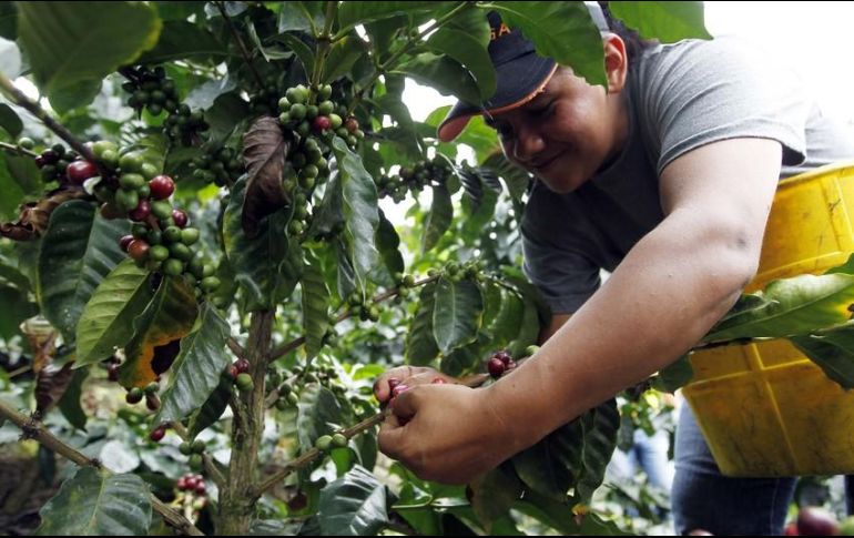 Con estos datos, Jalisco se ubica como la Entidad con menor tasa de desocupación. EL INFORMADOR / ARCHIVO