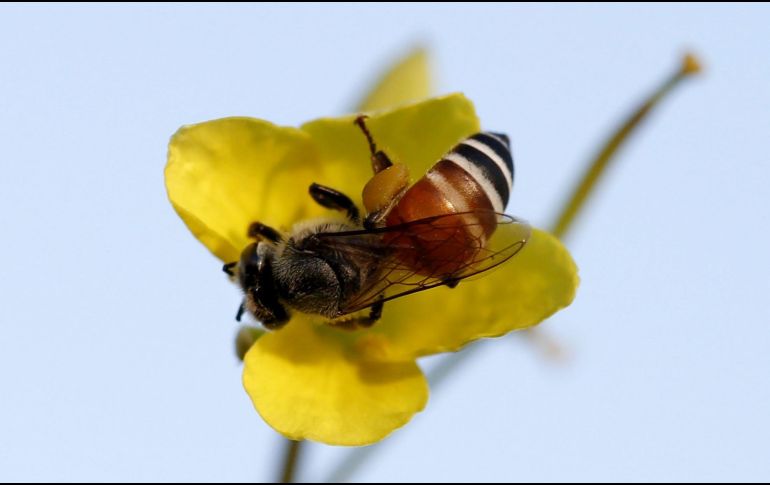 En los últimos años ha habido un alarmante baja en el número de abejas, lo que podría afectar gravemente la producción de cosechas porque son necesarias en la propagación del polen. EFE / ARCHIVO