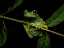 Ranas, sapos, salamandras, ajolotes y cecilias conforman la clase de especies anfibias. AFP / ARCHIVO